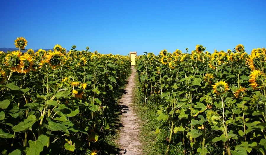 What is behind | Kerryn Whitehead