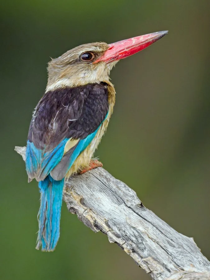 Brown-hooded kingfisher | Malcolm Pinfold
