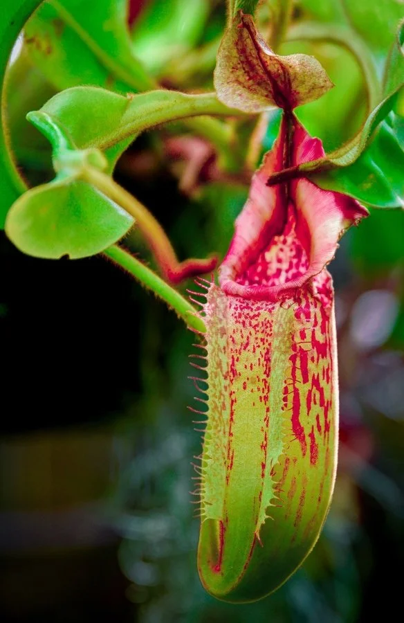 Pitcher Plant | Alan Goodwin