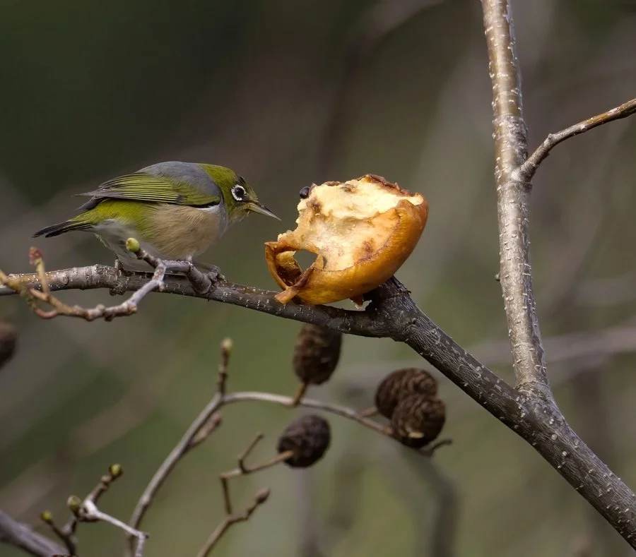 Waxeye and pear | David Carter
