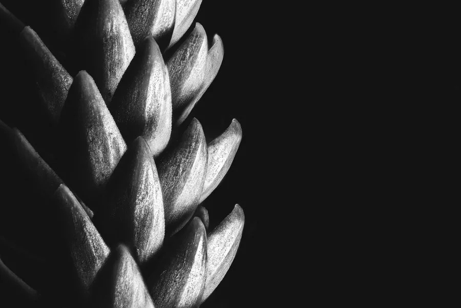 Geometry in the trees | Heather Fronek
