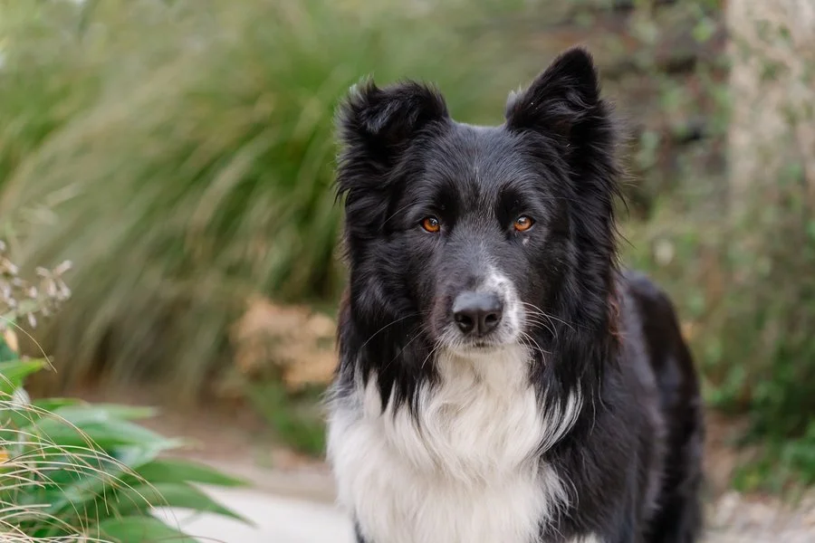 Loyal | Tabitha Jonson