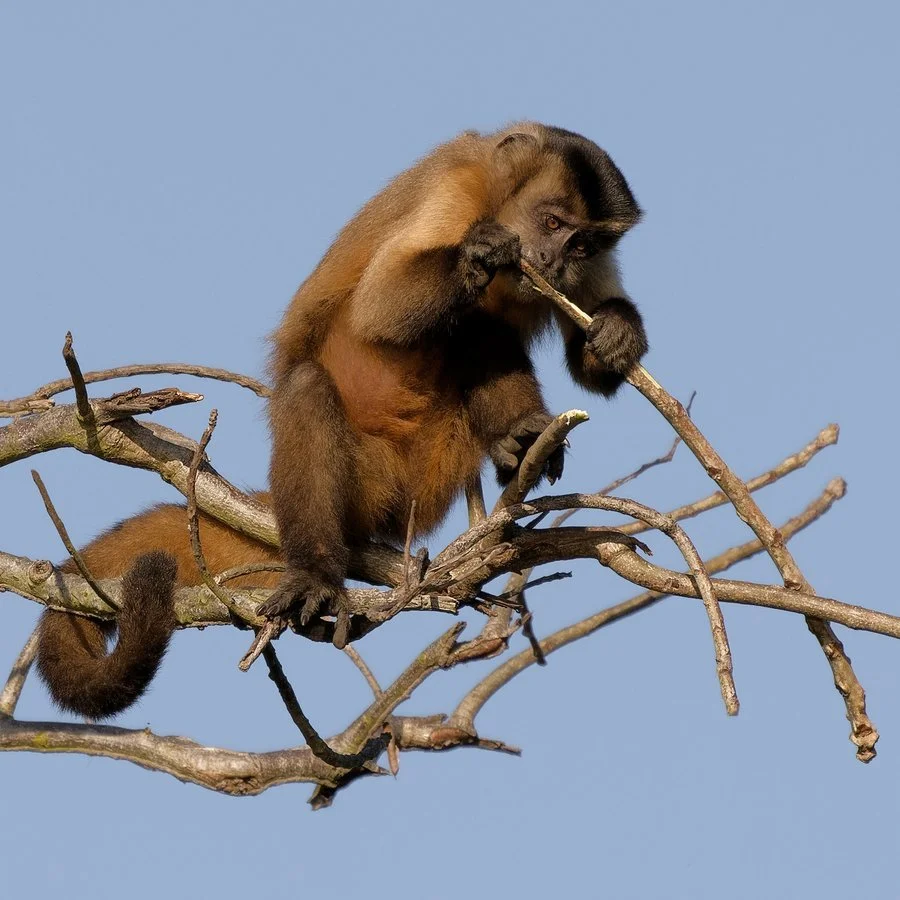 Dining in the Pantanal | Brenda Pinfold 