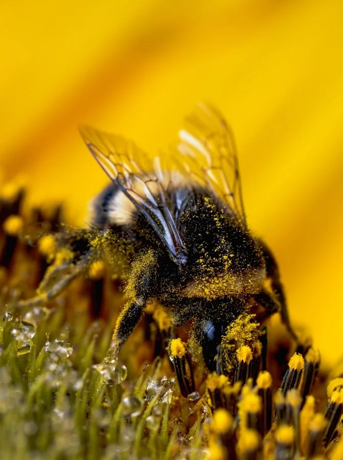 It's all yellow | Kerryn Whitehead