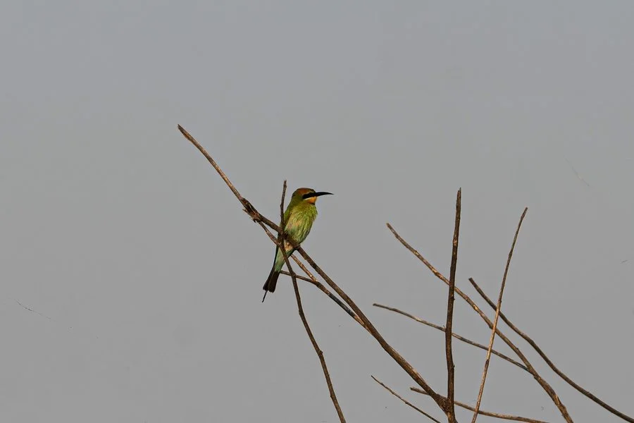 Bee-eater | Rowan Bell