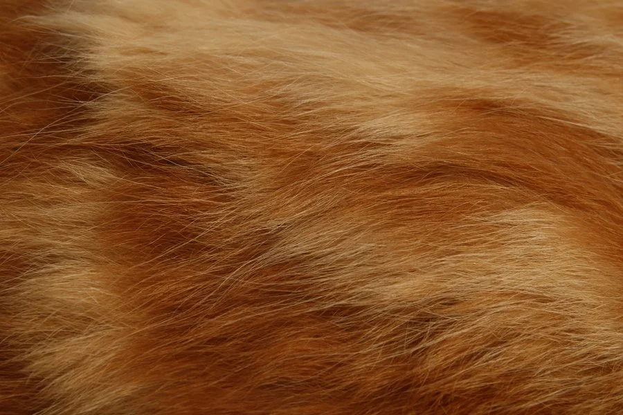 May 2024 — Manawatu Camera Club
