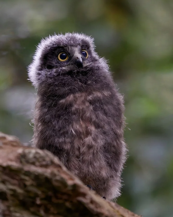 It's a scary world outside of the nest | Brenda Pinfold