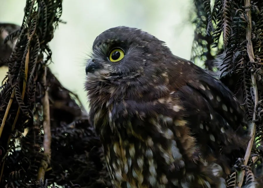 Young ruru in ponga roost | Brenda Pinfold