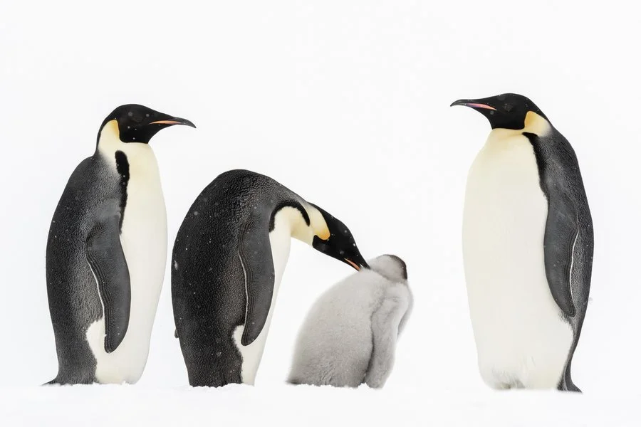 Emperor penguin guidance | Rob Weir