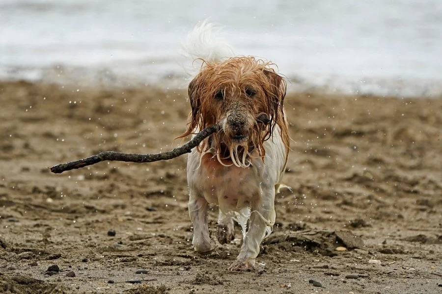 Doggy | Pieter Jansen