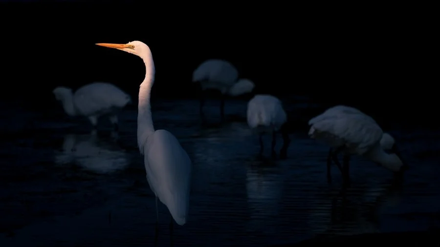 Rising from shadow | Mike Gannaway