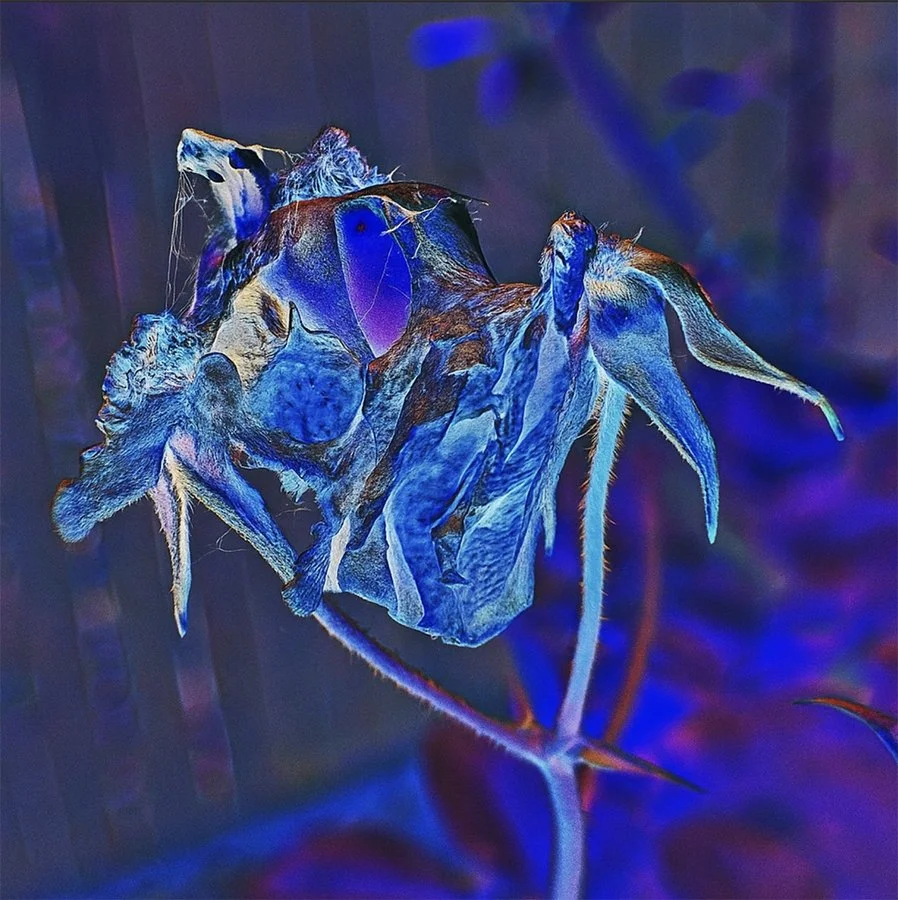 Purple rain | Debz Dickinson