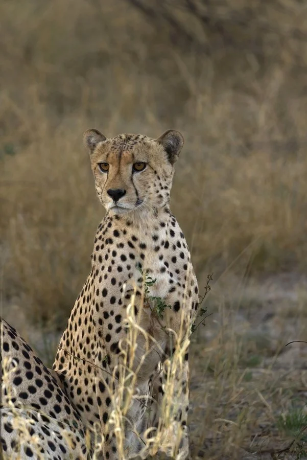 Young cheetah Kalahari | David Carter