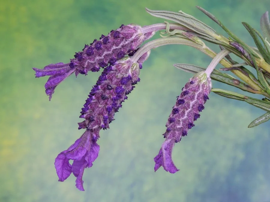 Lavender bee brilliant | Karen Snook