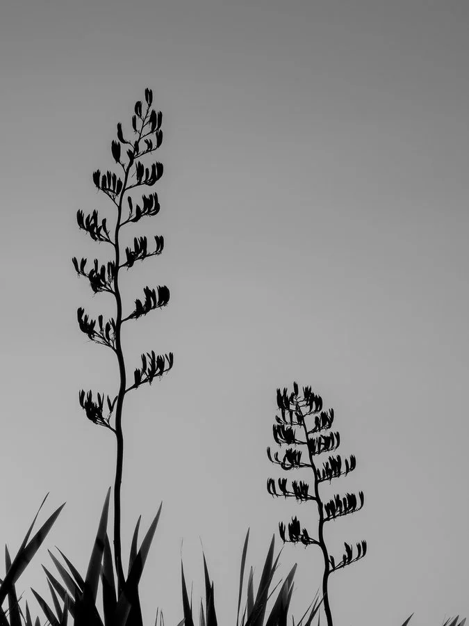 Early morning harakeke | Naidene Scheider