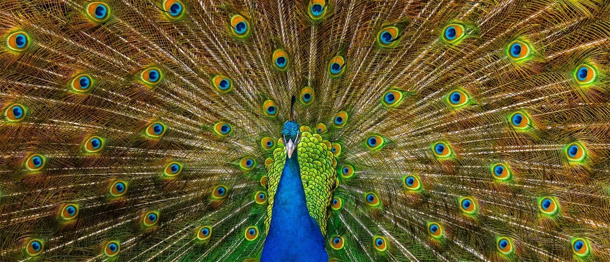 Emperor's radiance | Erin Robson