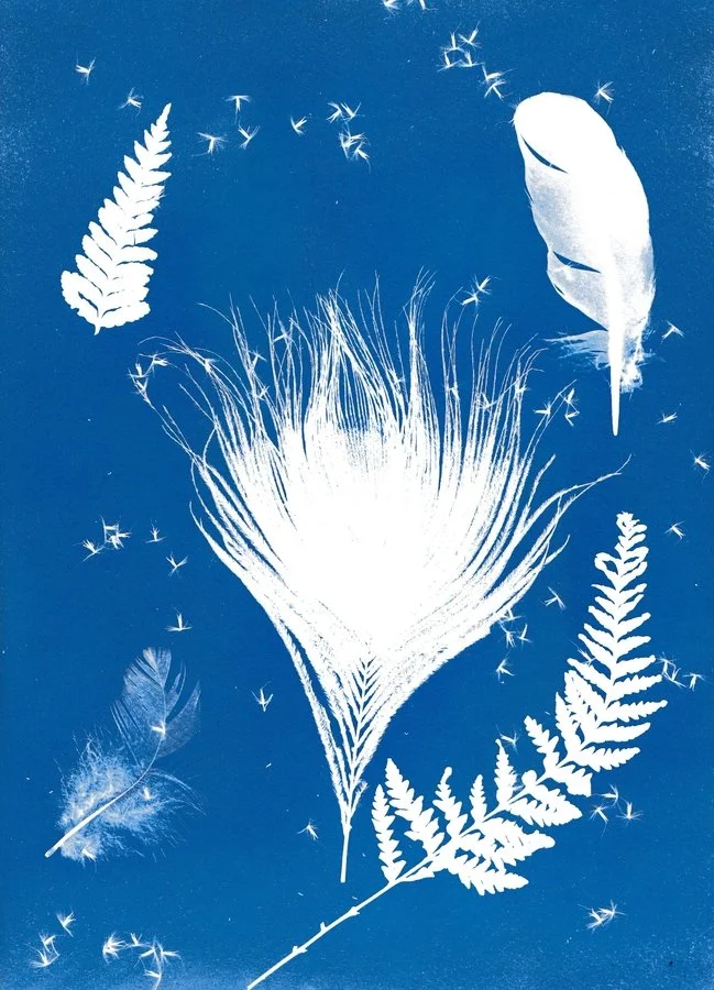Feathers and fern | Chris Dungan