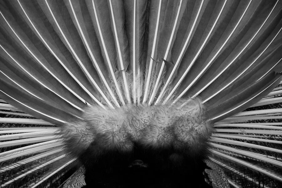 The other side of the peacock | Pieter Jansen