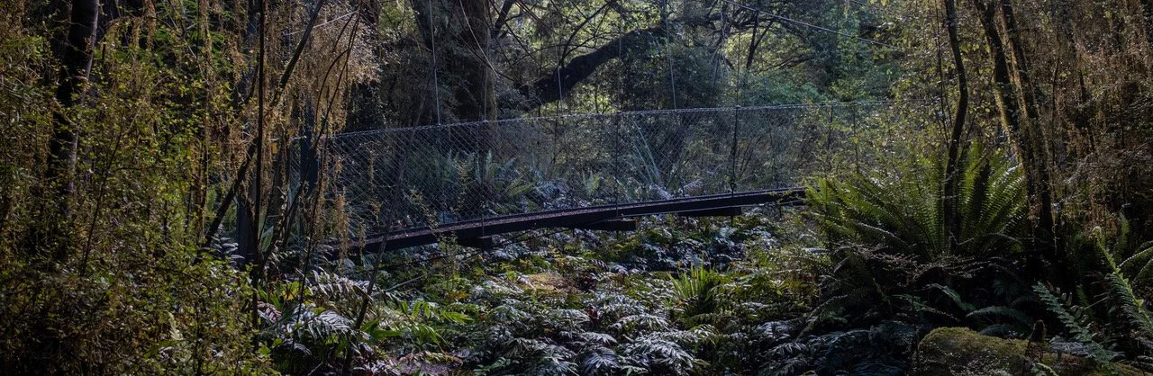 Bridge, Kepler Track | Carolyn Morris