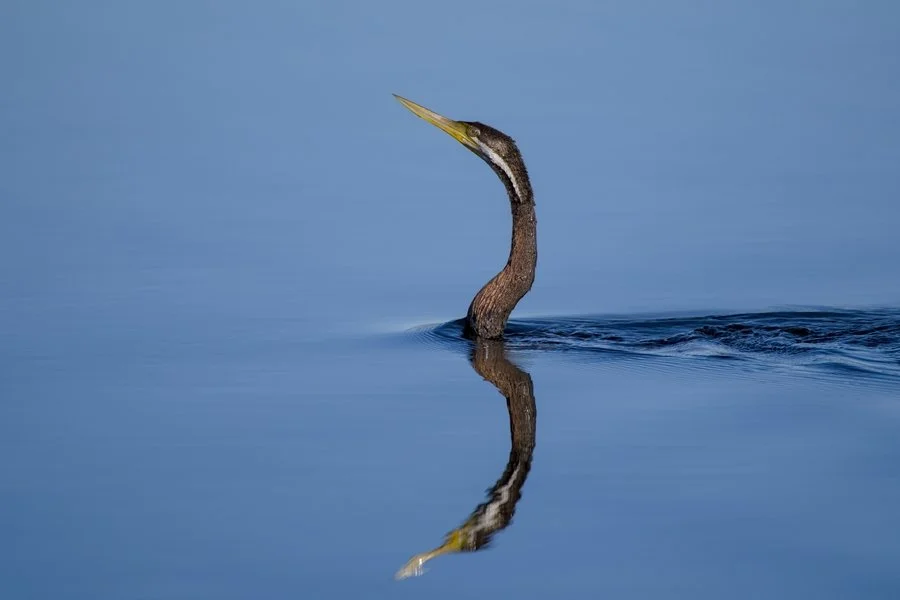 Sinuousity | Chris Tuffley