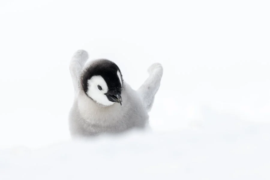 Emperor penguin chick play time | Rob Weir