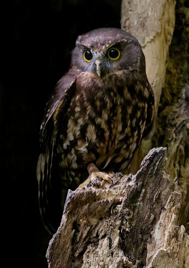 Adult ruru leaving nest | Brenda Pinfold