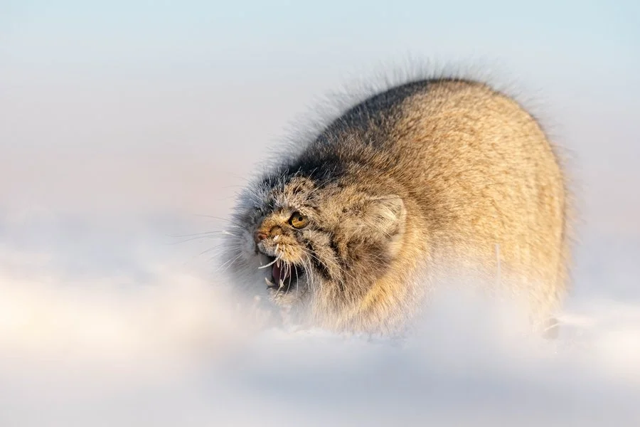 Pallas cat in the cold | Rob Weir