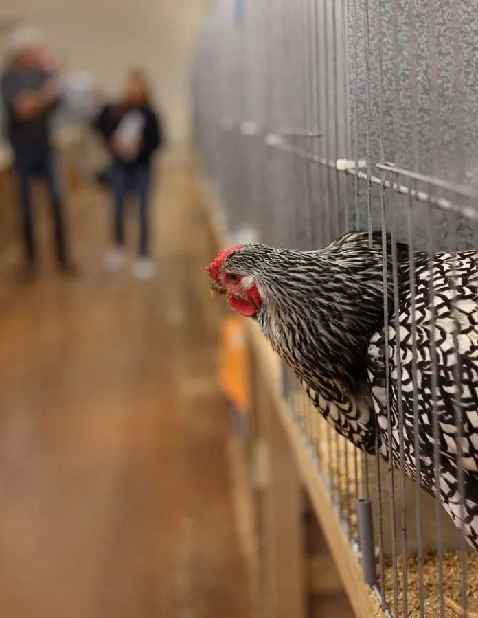 I hope KFC is not on the menu | Richard Lander