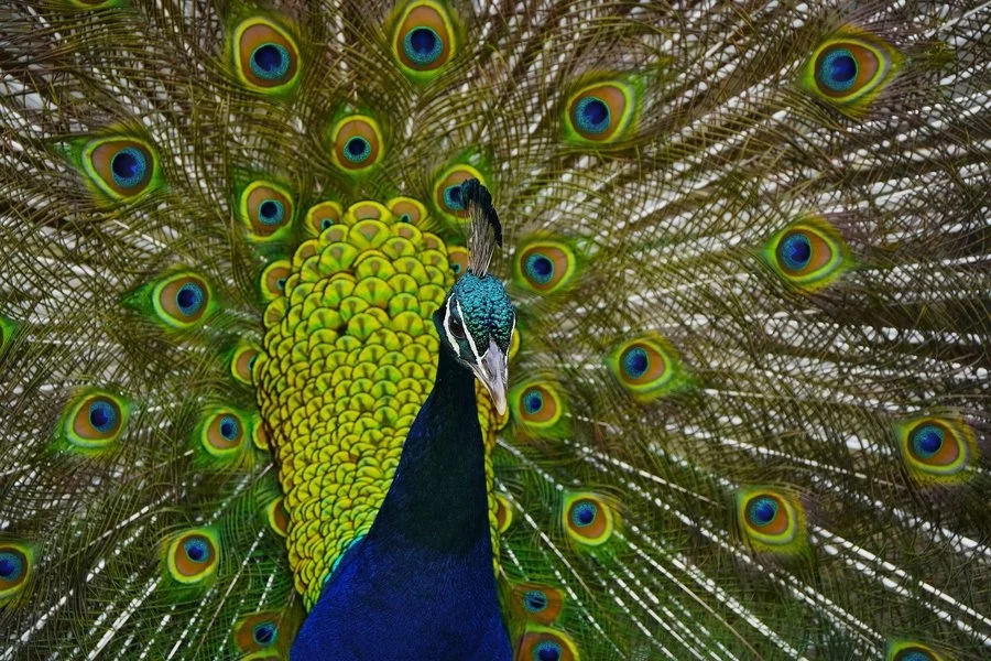 Peacock | Pieter Jansen