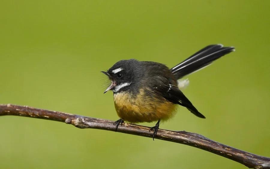 Fantail | Pieter Jansen