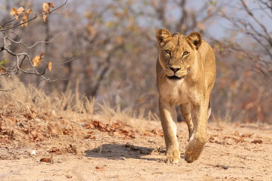 Lioness approaching | Rob Weir
