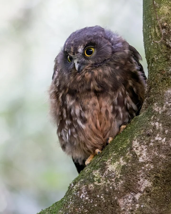 Ruru juvenile | Brenda Pinfold