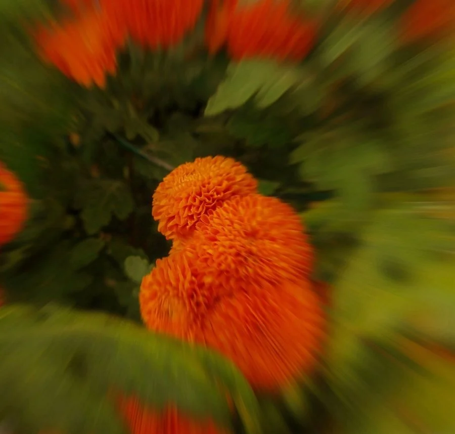 Bee's eye view | Deborah Mackintosh