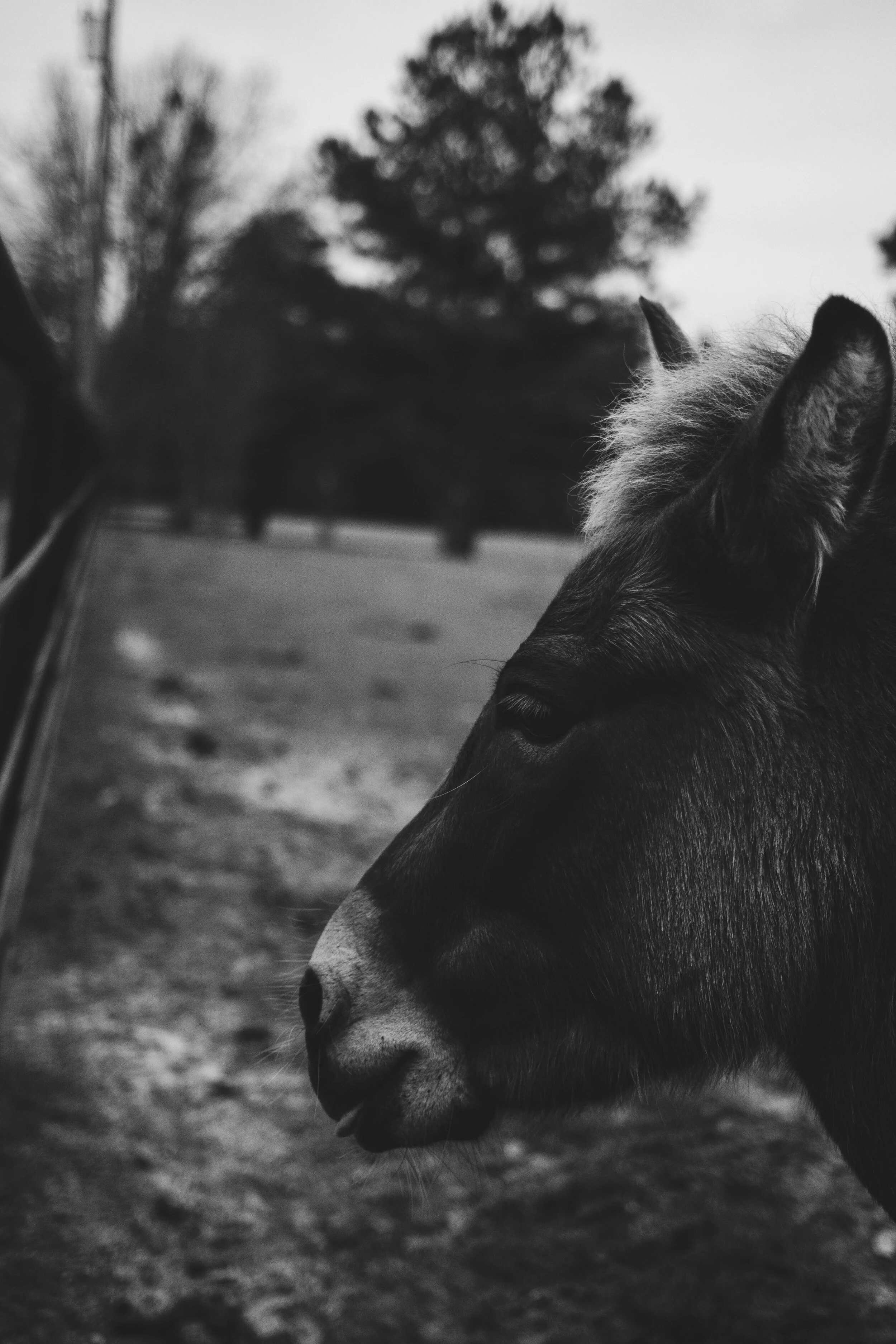 _MG_0086.jpg