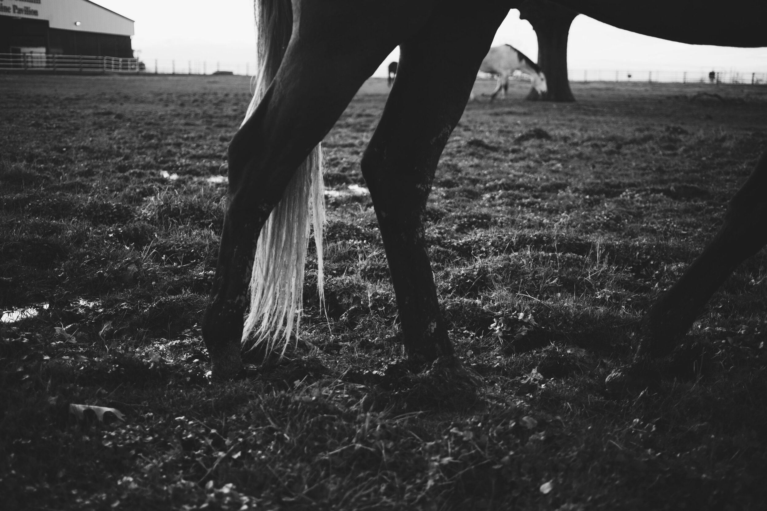 _MG_3144.jpg