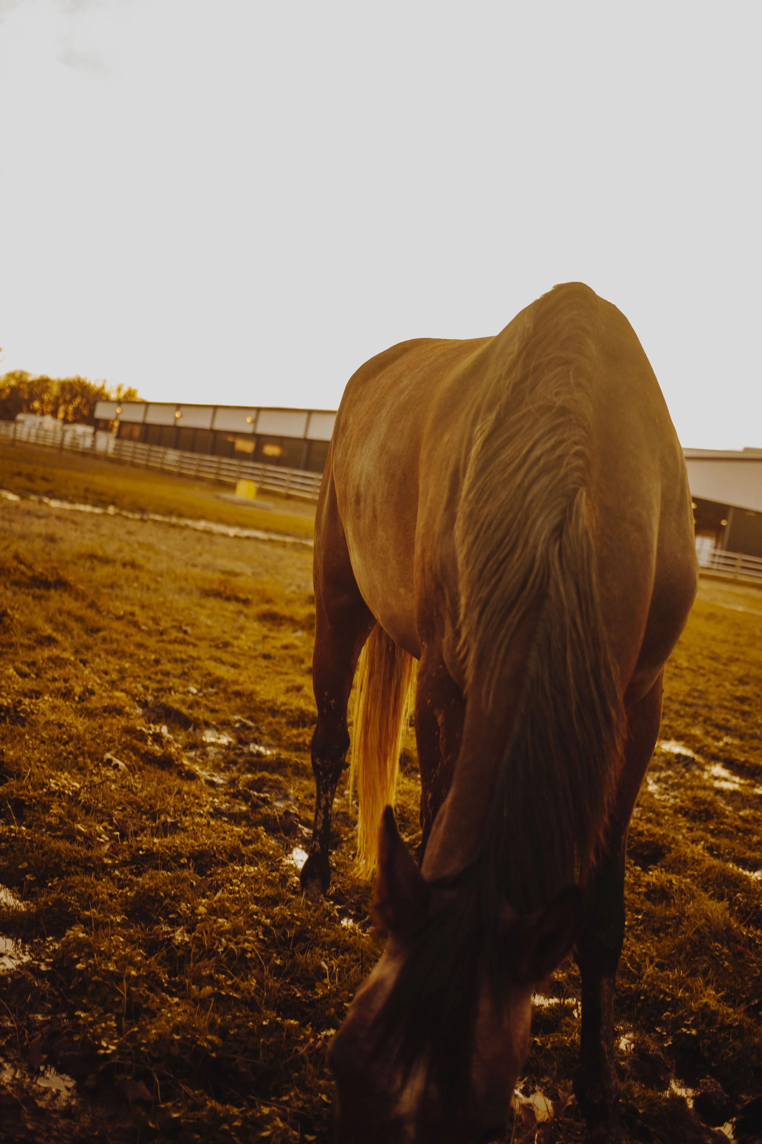 _MG_3160.jpg