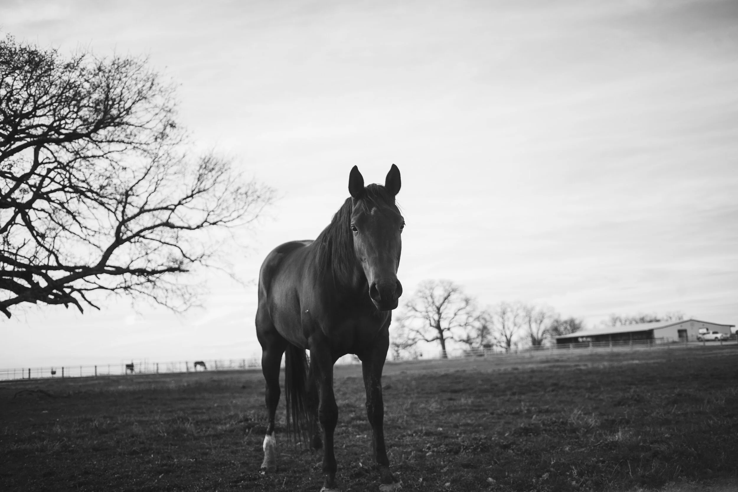 _MG_3180.jpg