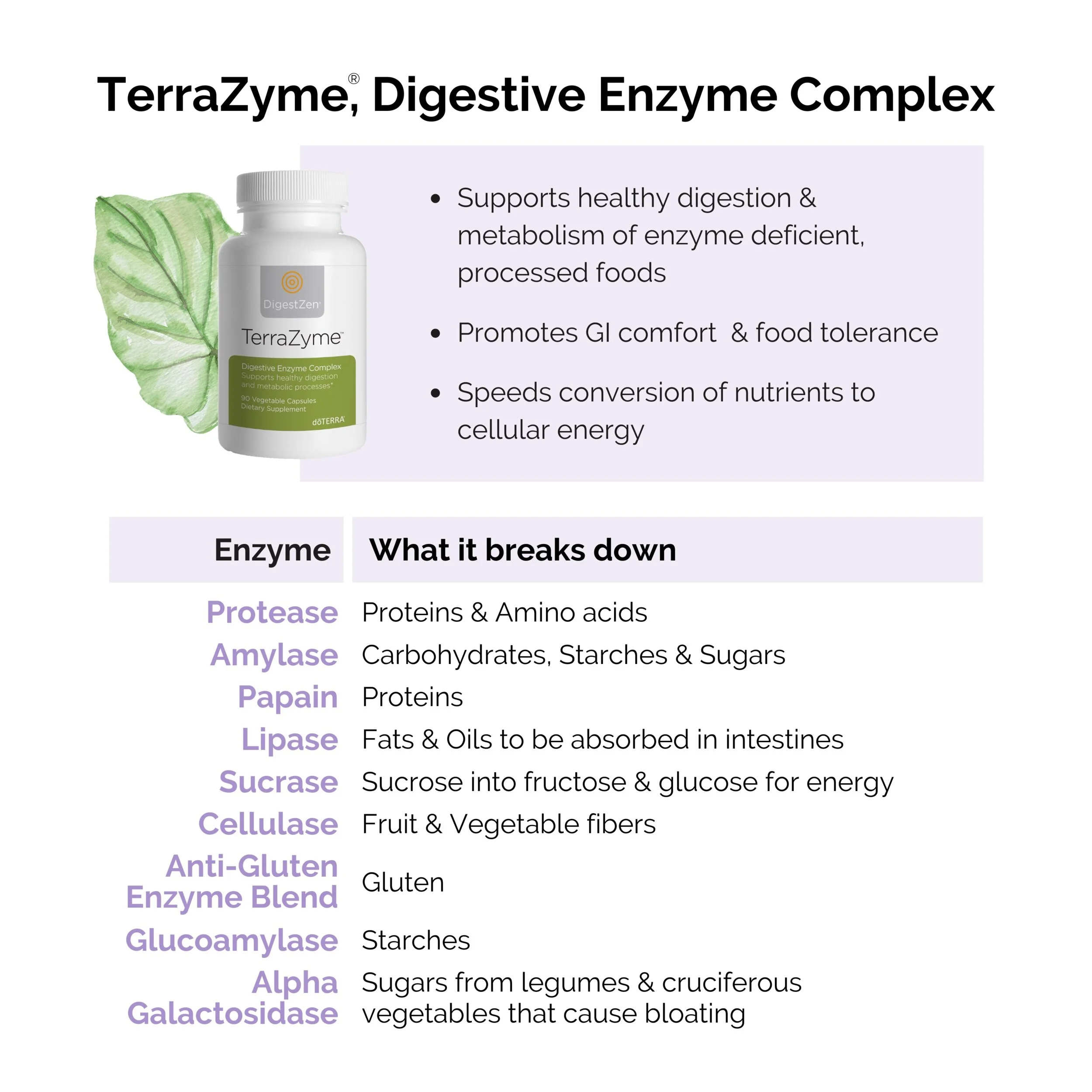 DigestZen TerraZyme Digestive Enzymes — Essential Body Love