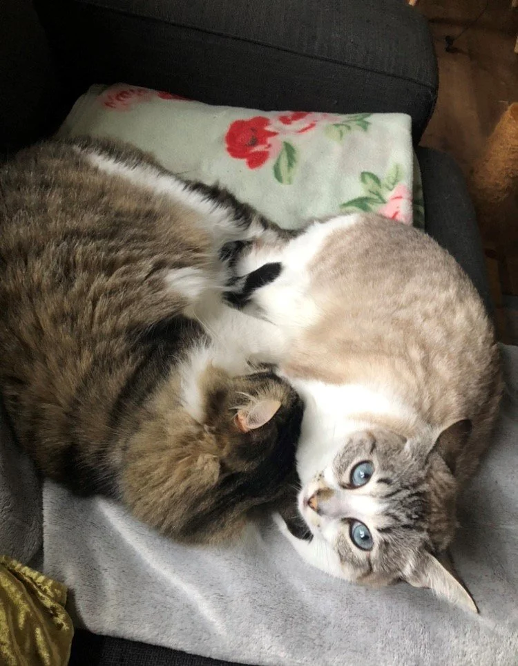 Introducing new cats? Here's how 