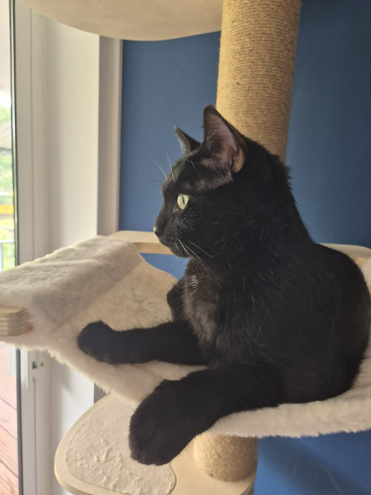 Nyx &amp; Cosmo