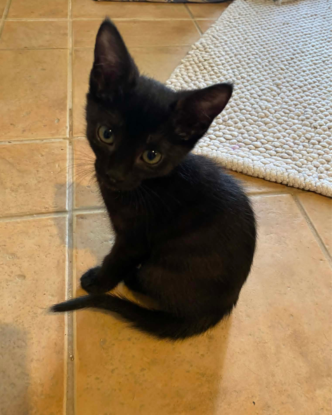 kittehs (5).png