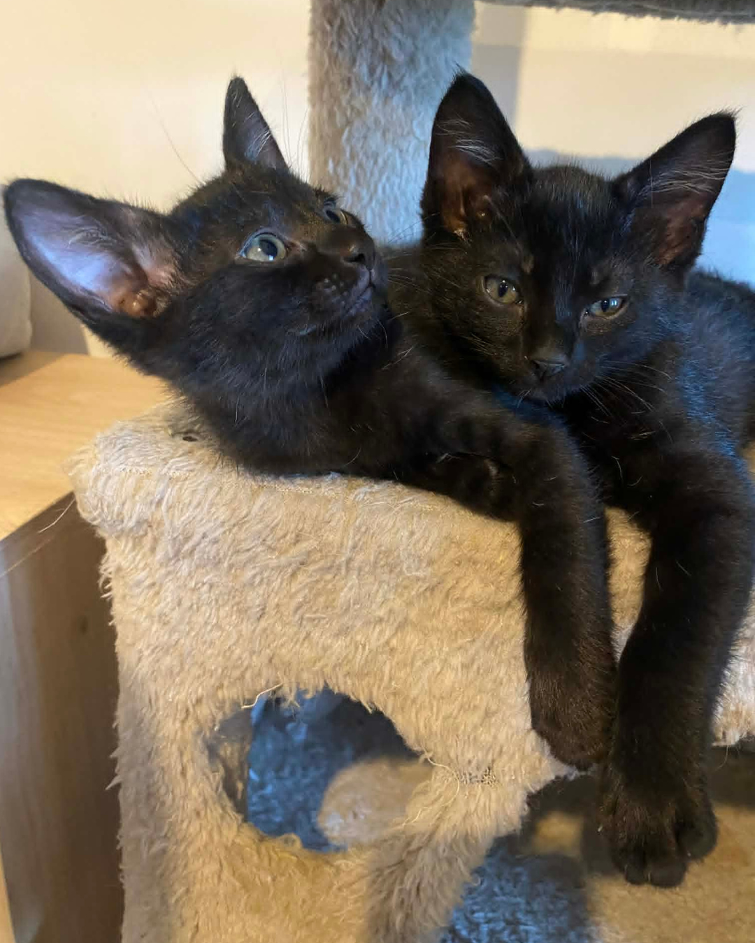 kittehs (4).png