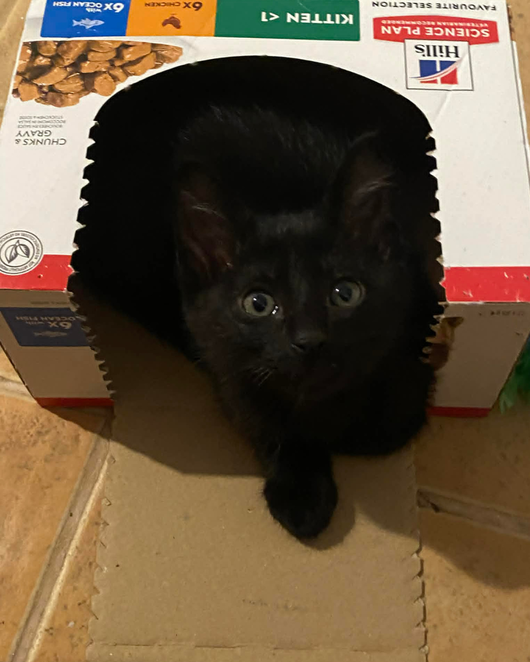 kittehs (1).png