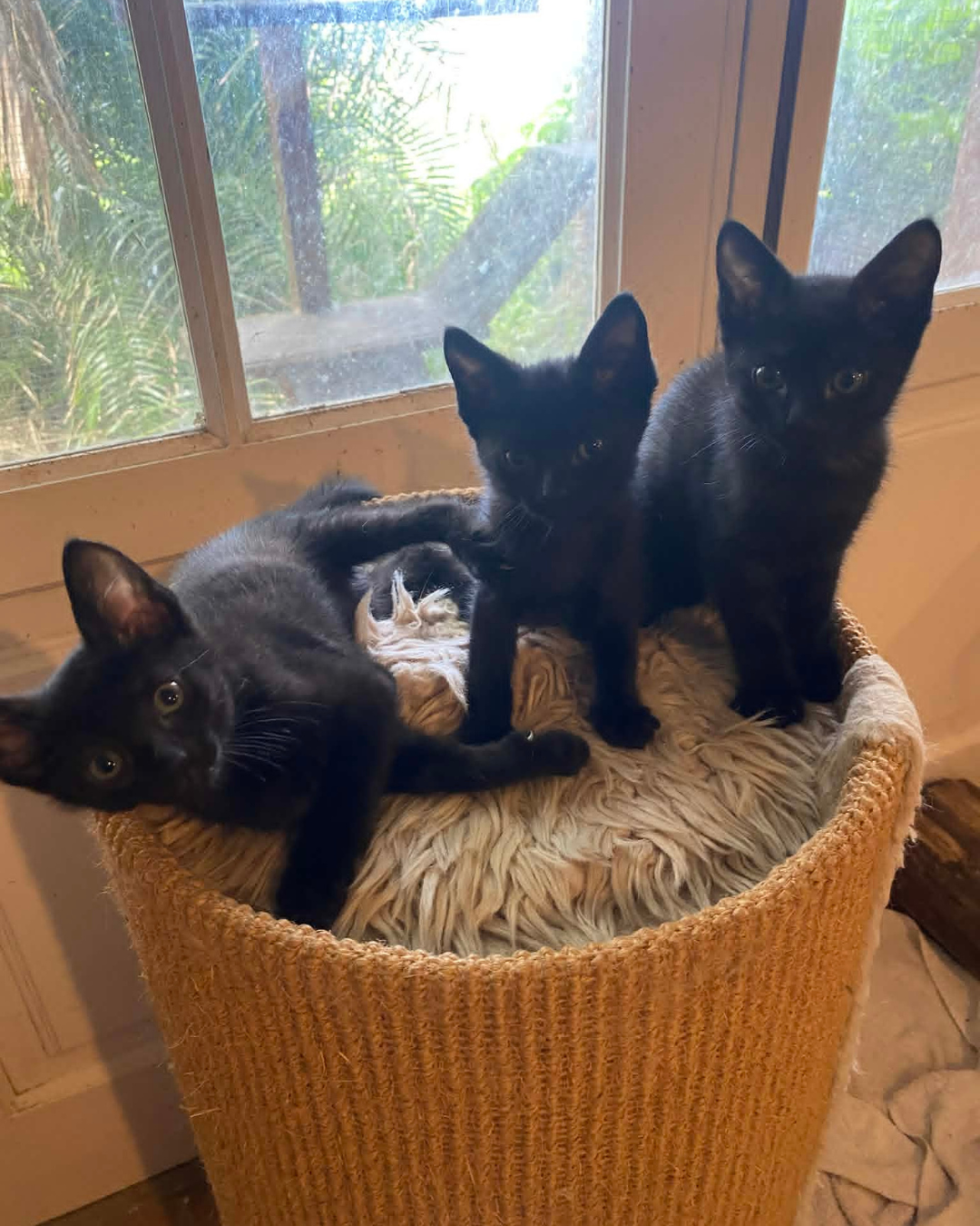 kittehs.png