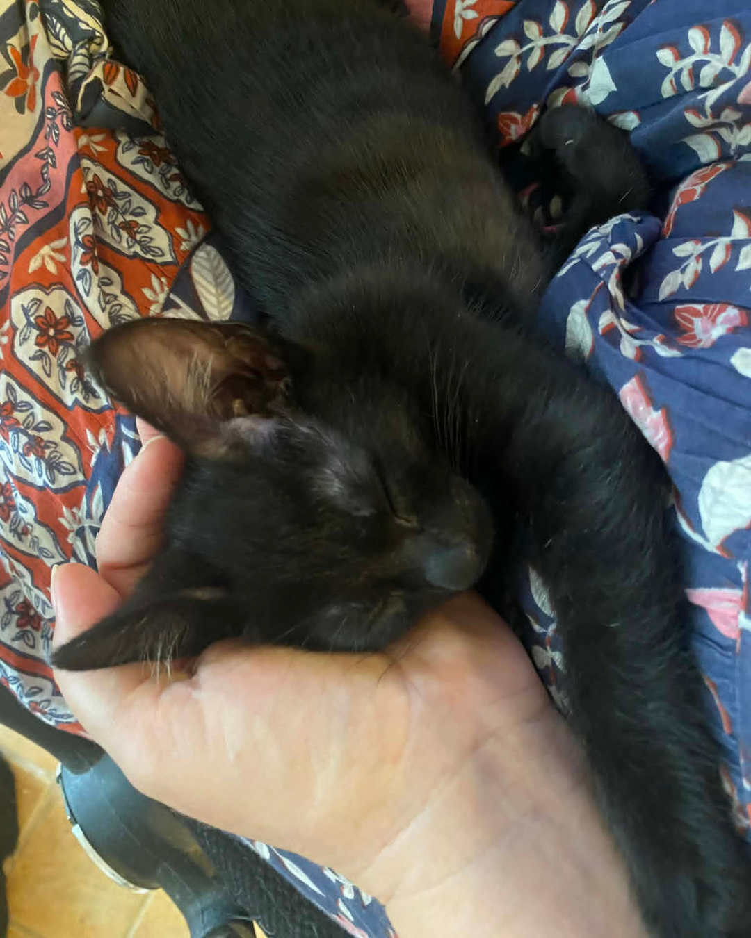 kittehs (8).png