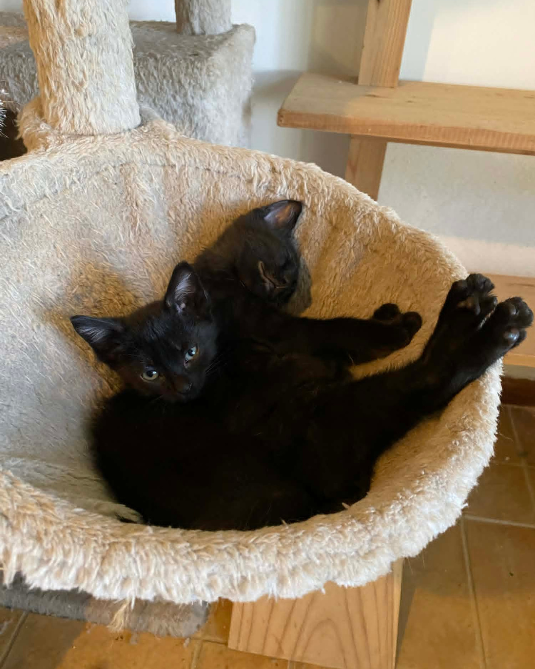 kittehs (7).png
