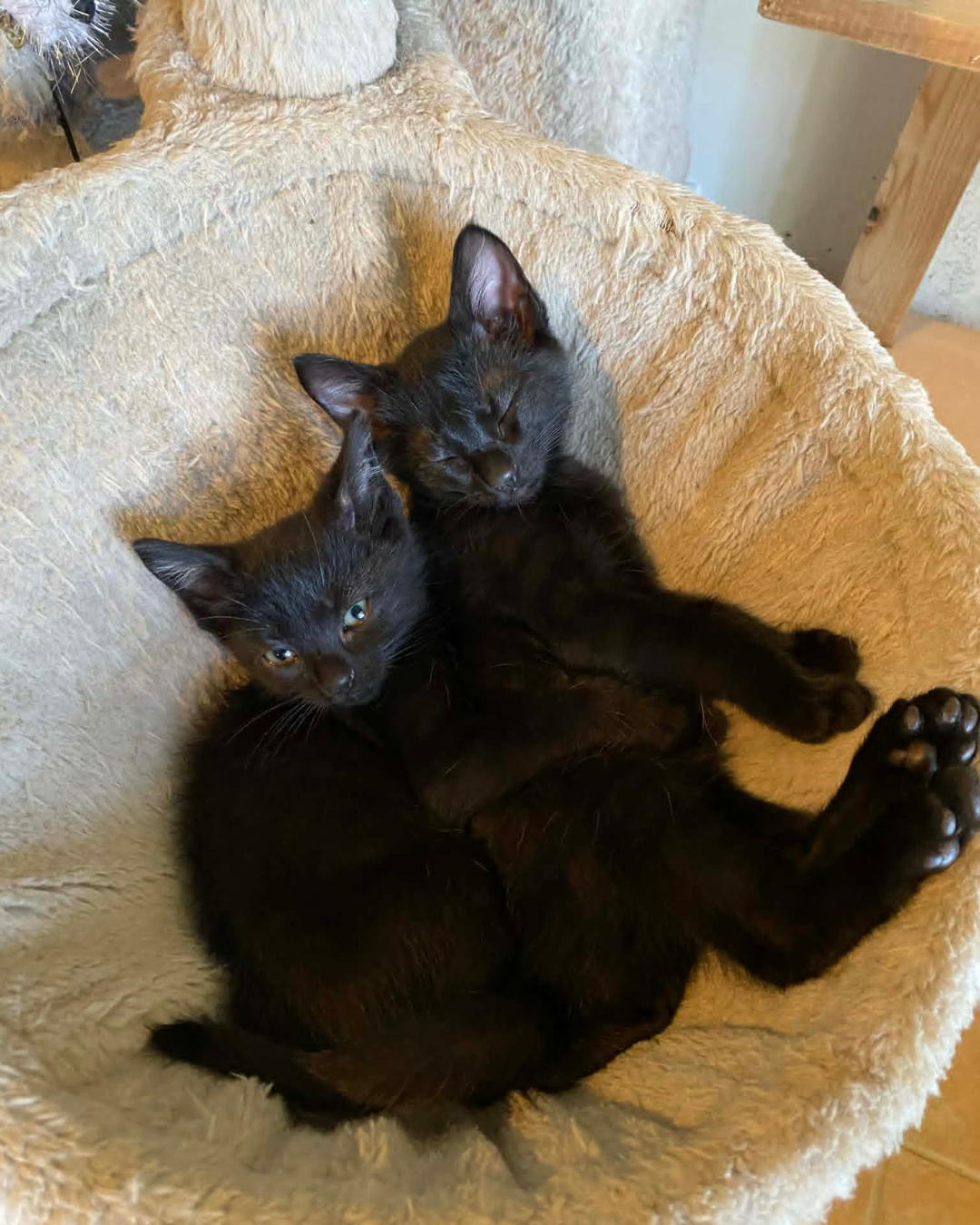kittehs (6).png