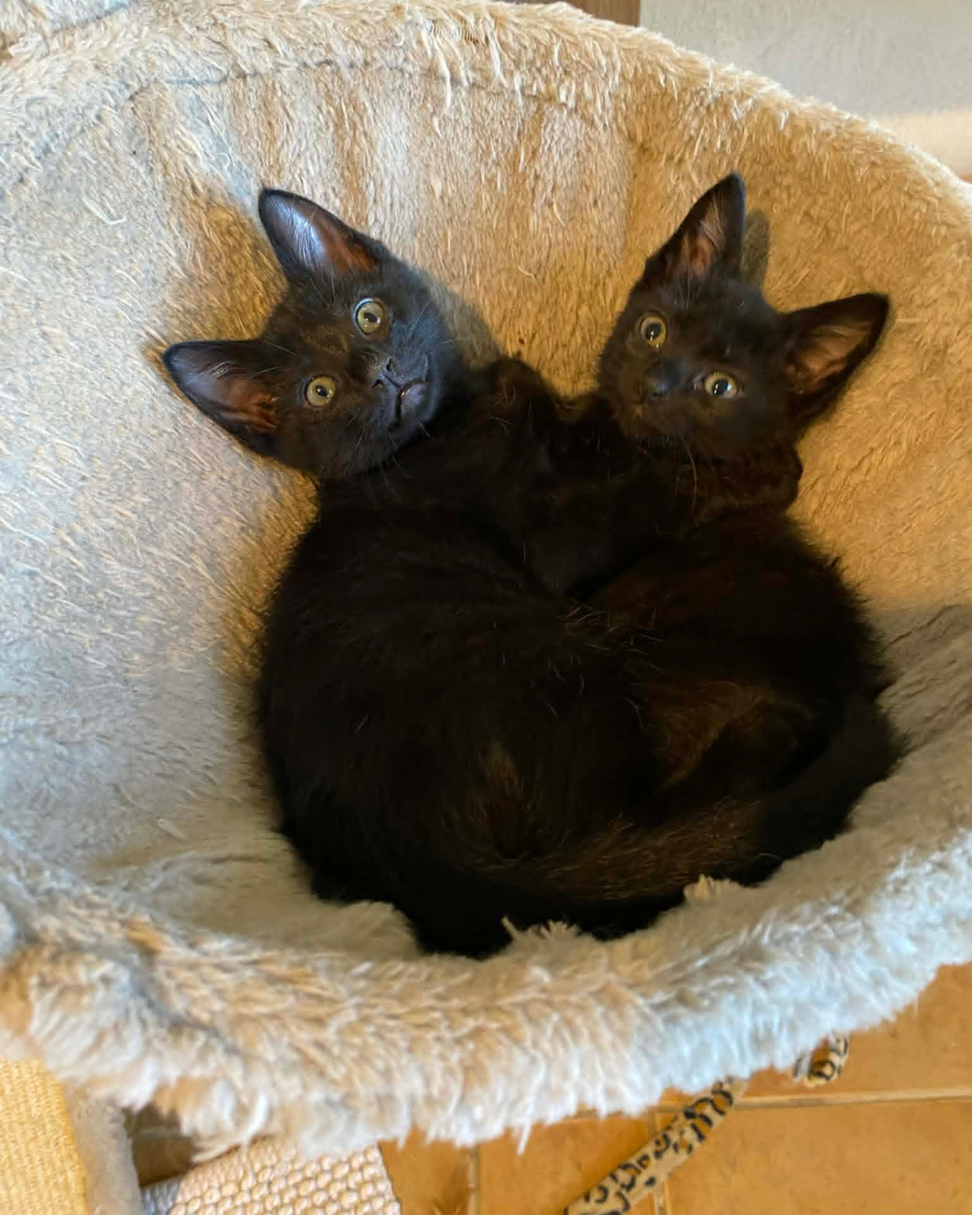 Kittens for adoption - Umeko's angels