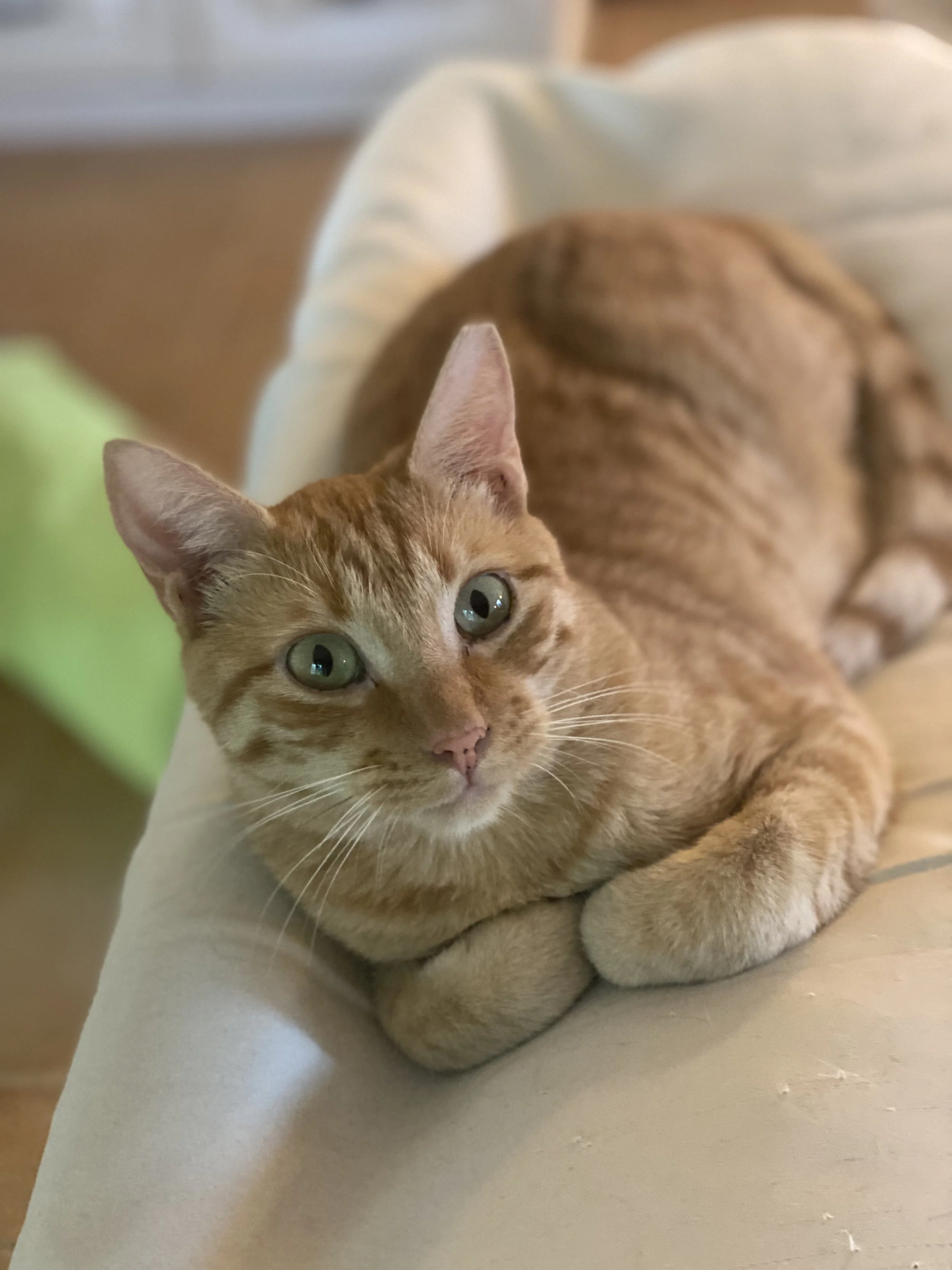 Zeus