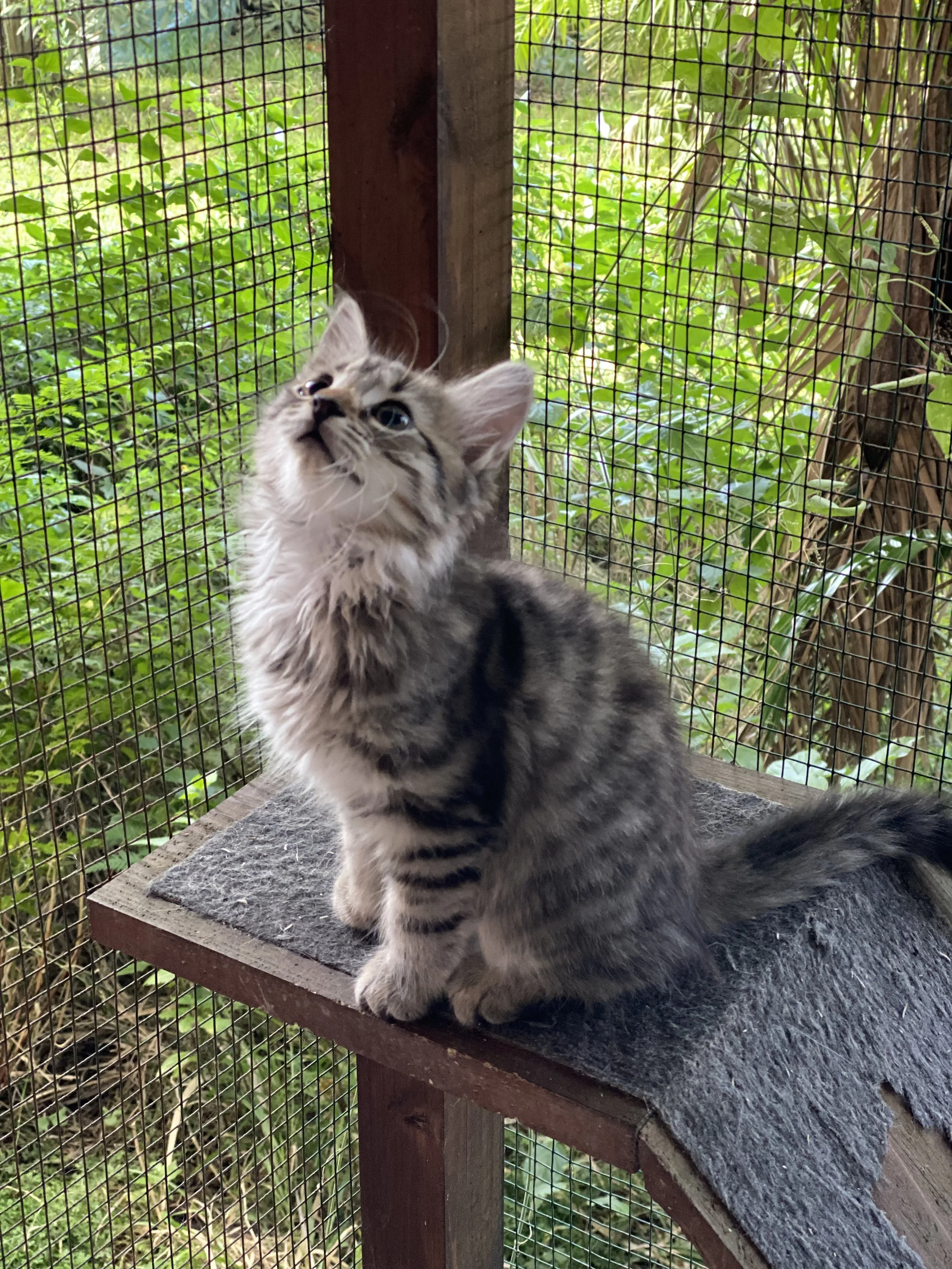 Kittens: Kika &amp; Pippa